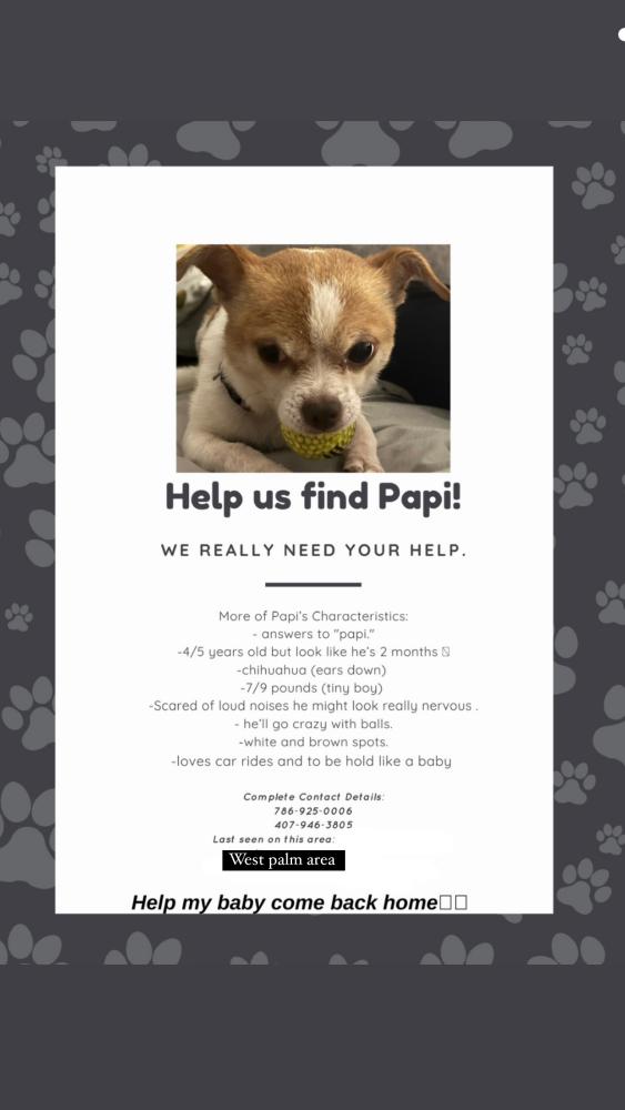Image of Papi, Lost Dog