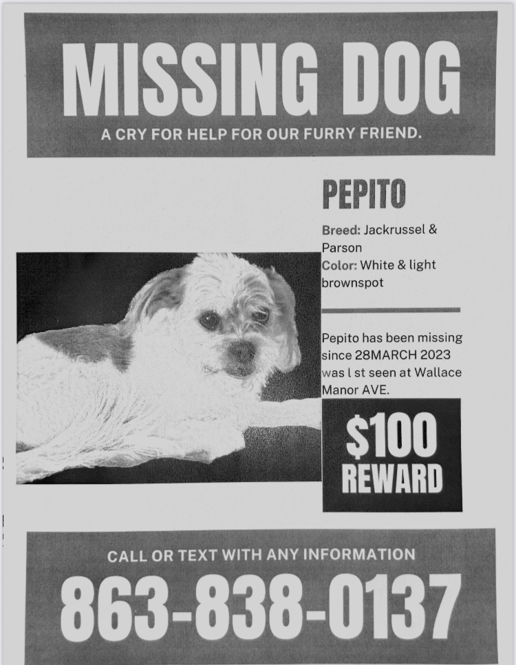 Image of Pepito, Lost Dog