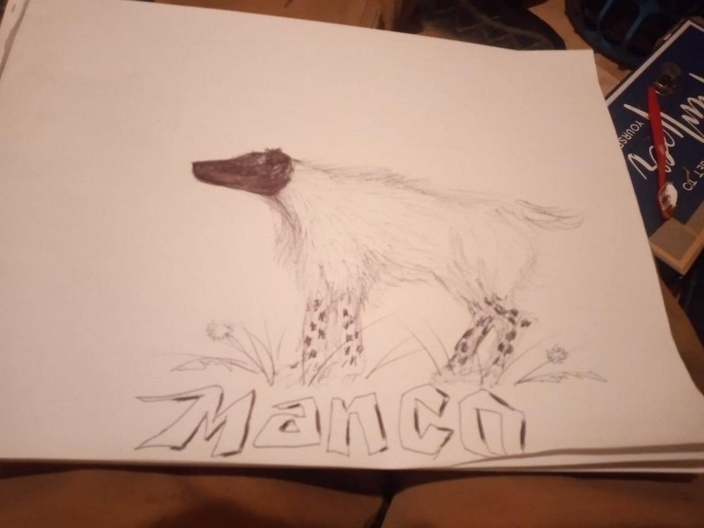 Image of Manco, Lost Dog