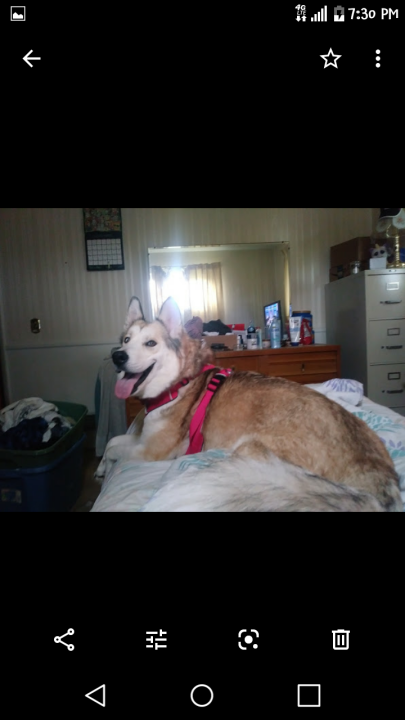 Image of Kira/Kiki, Lost Dog