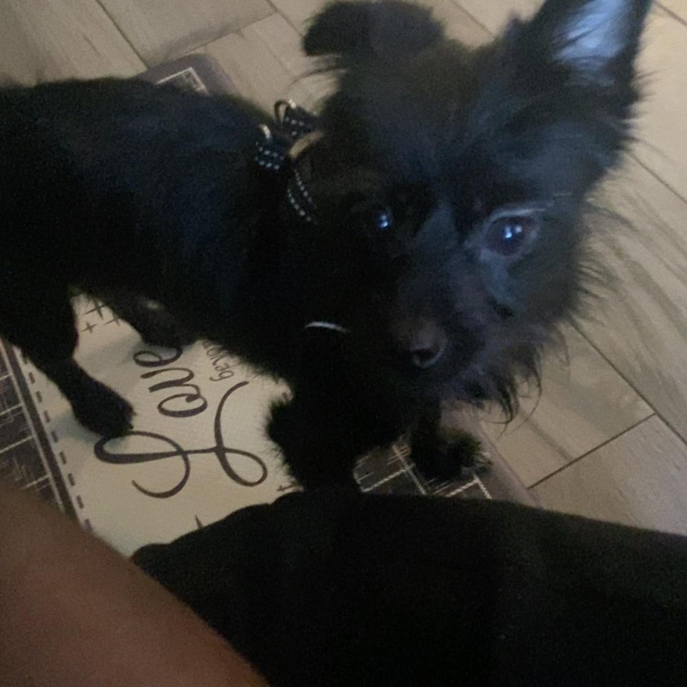 Image of Silky, Lost Dog
