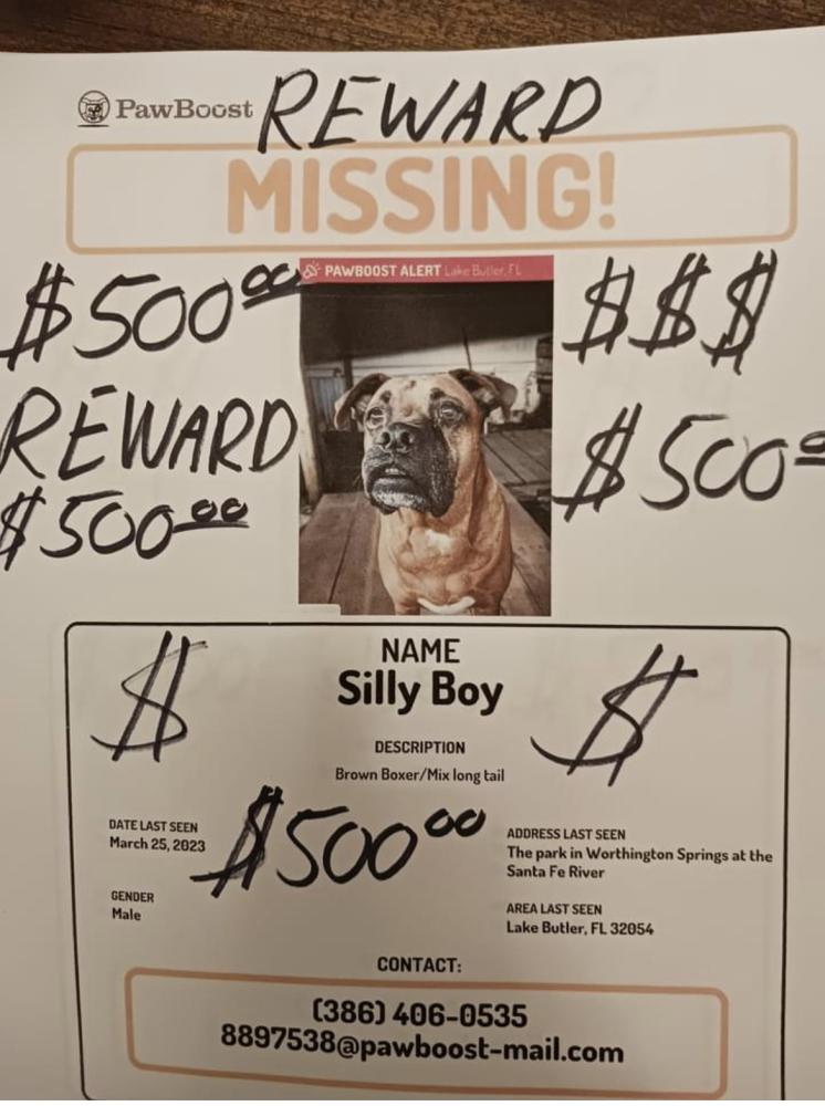 Image of Silly Boy, Lost Dog