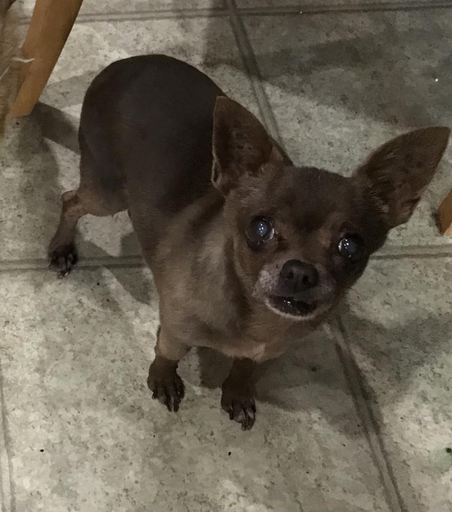 Image of Peanut/Chihuahua, Lost Dog