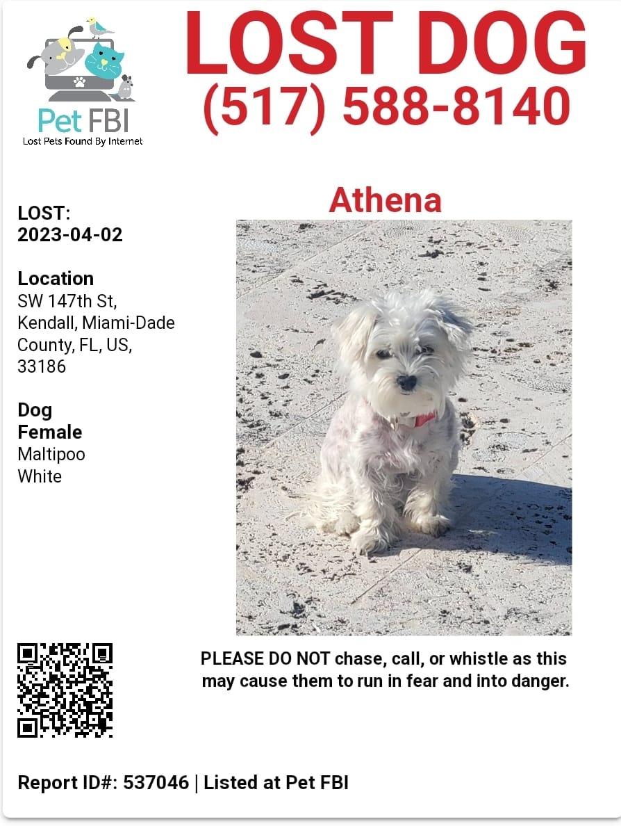 Image of Athena, Lost Dog