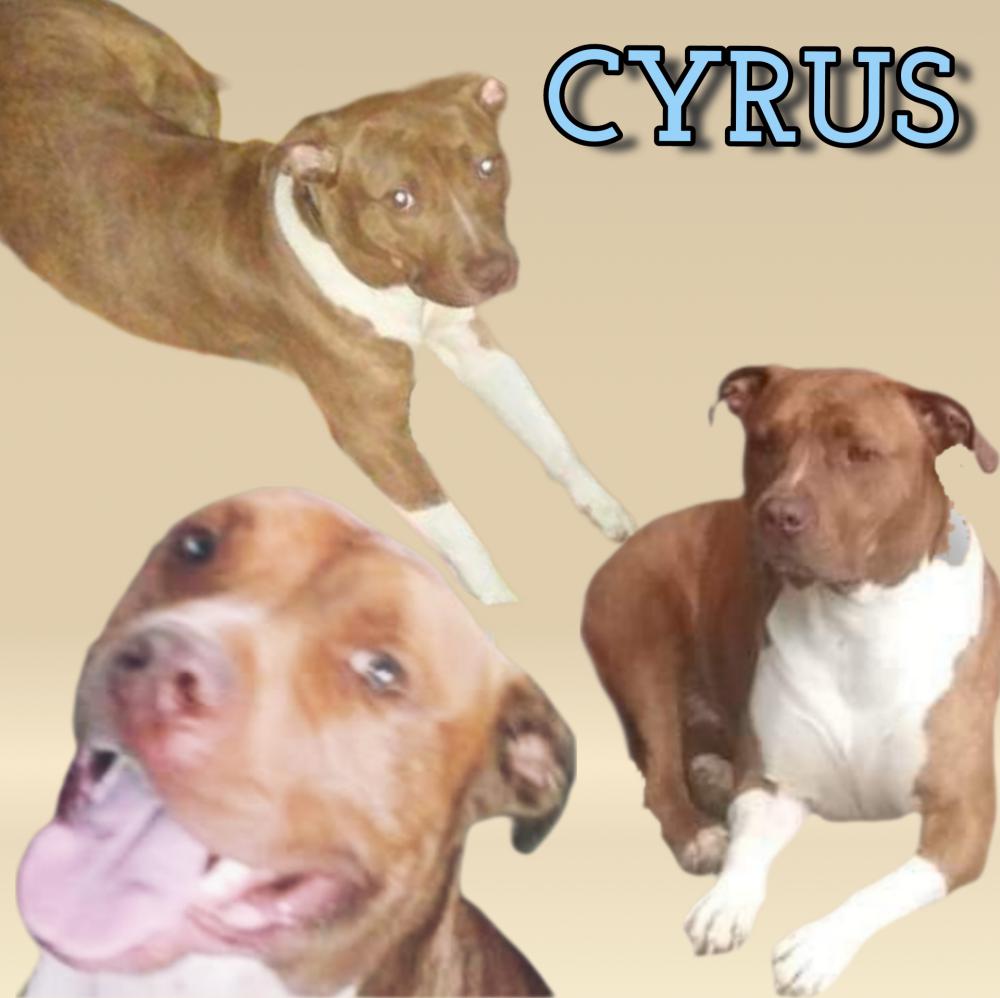 Image of Cyrus, Lost Dog