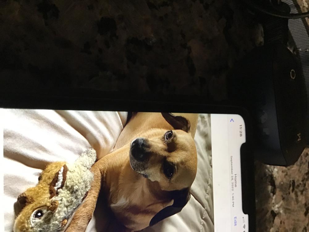 Image of Pearl, Lost Dog