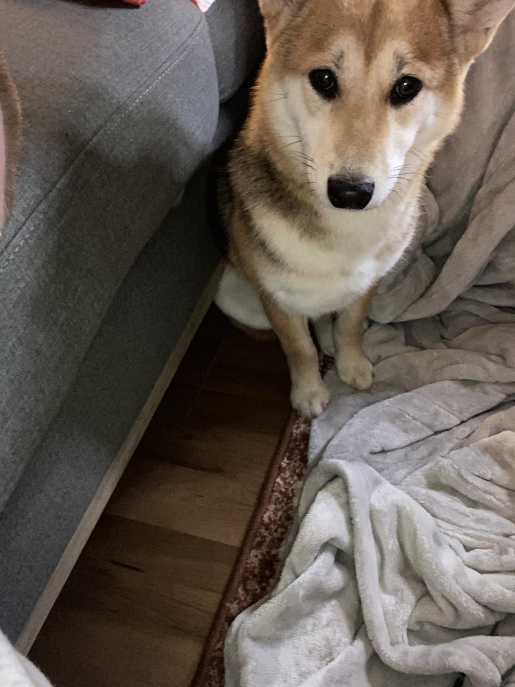 Image of Sushi, Lost Dog