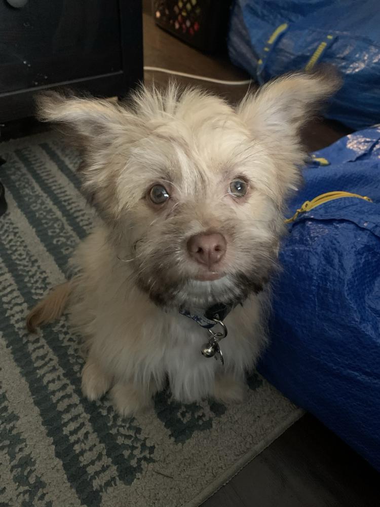 Image of Evee, Lost Dog
