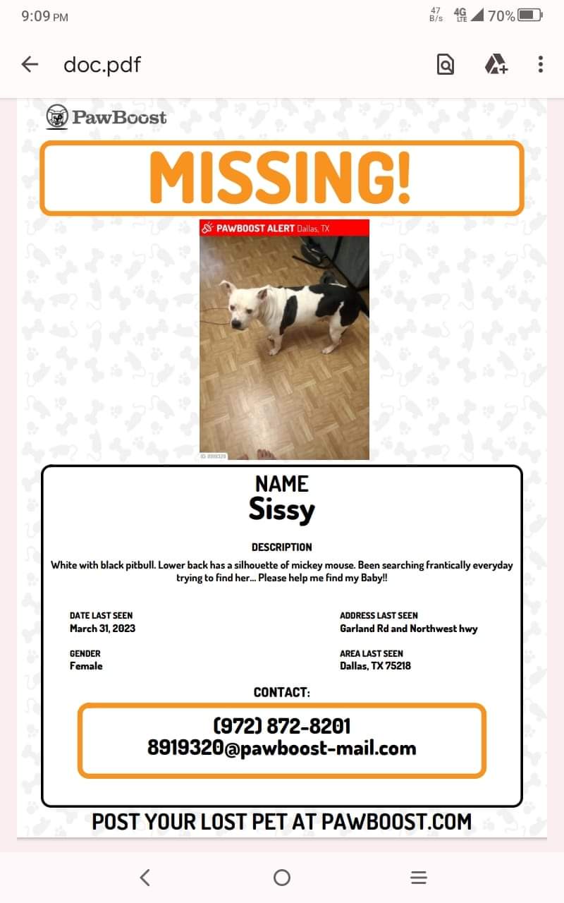 Image of Sissy, Lost Dog