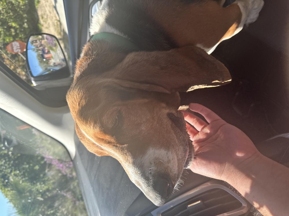 Image of Basset hound, Found Dog