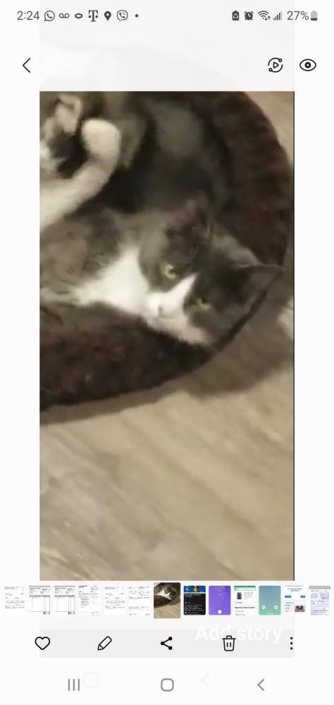 Image of Dimok, Lost Cat