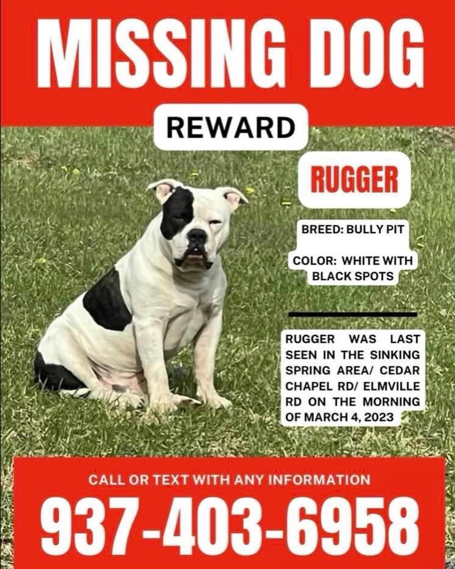 Image of Rugger, Lost Dog