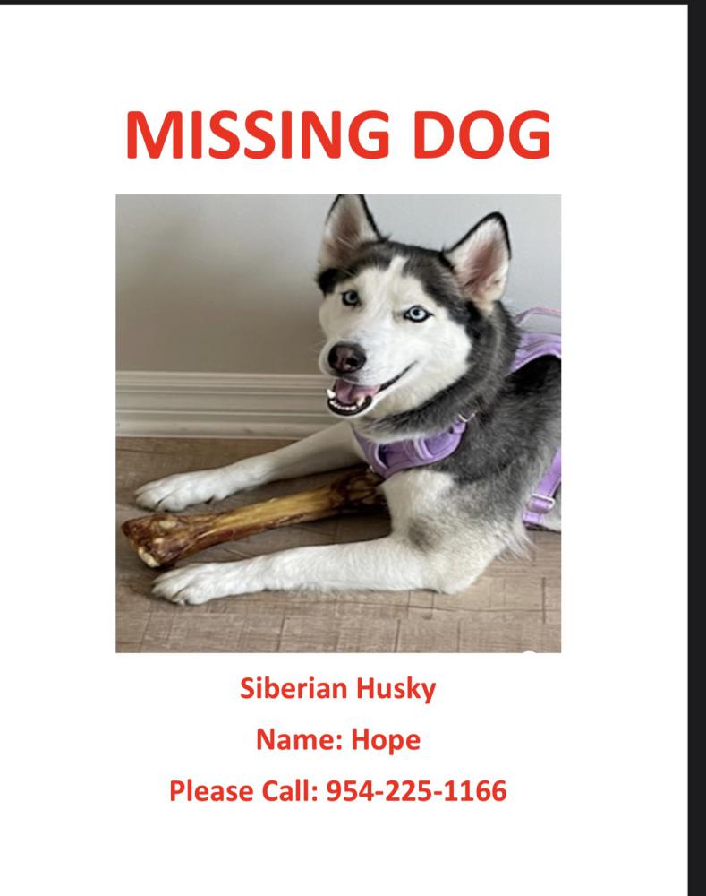 Image of Hope, Lost Dog