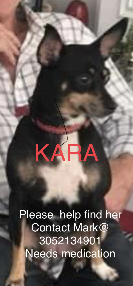 Image of Kara, Lost Dog
