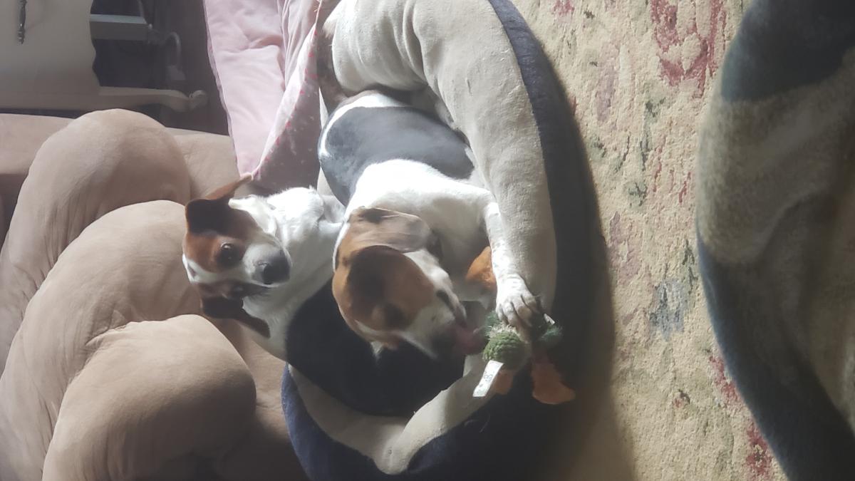 Image of Milly AND Cookie, Lost Dog
