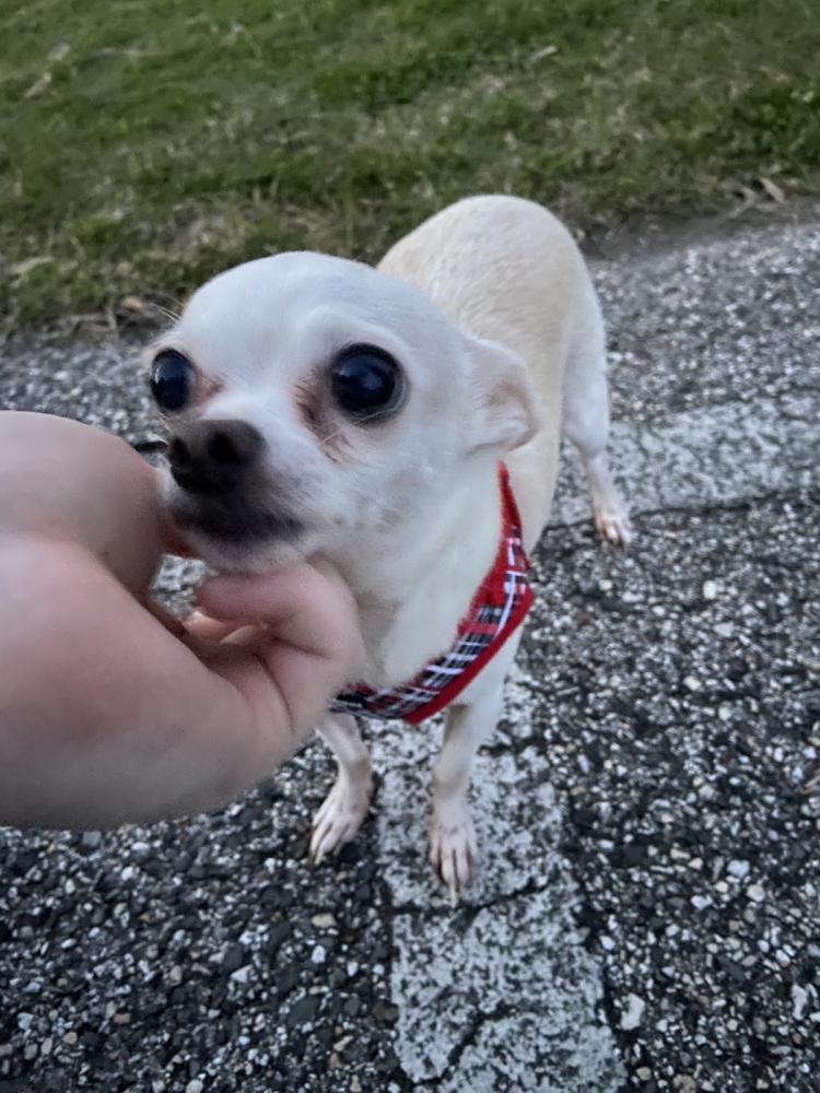 Image of cookie, Lost Dog