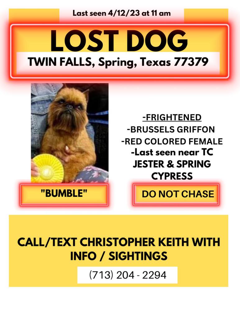 Image of Bumble, Lost Dog