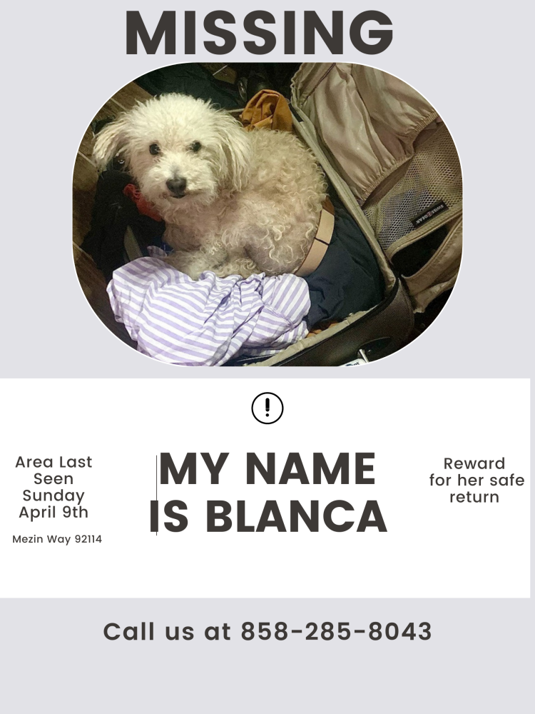Image of Blanca, Lost Dog