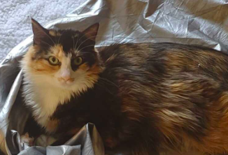 Image of Tali, Lost Cat