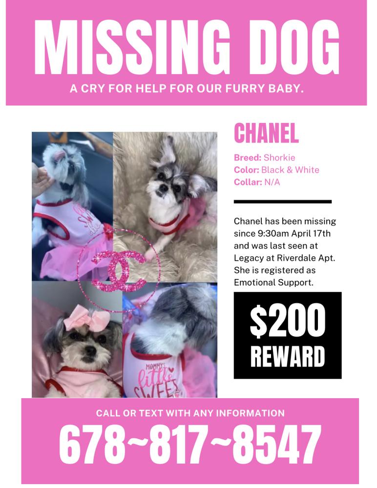 Image of Chanel, Lost Dog