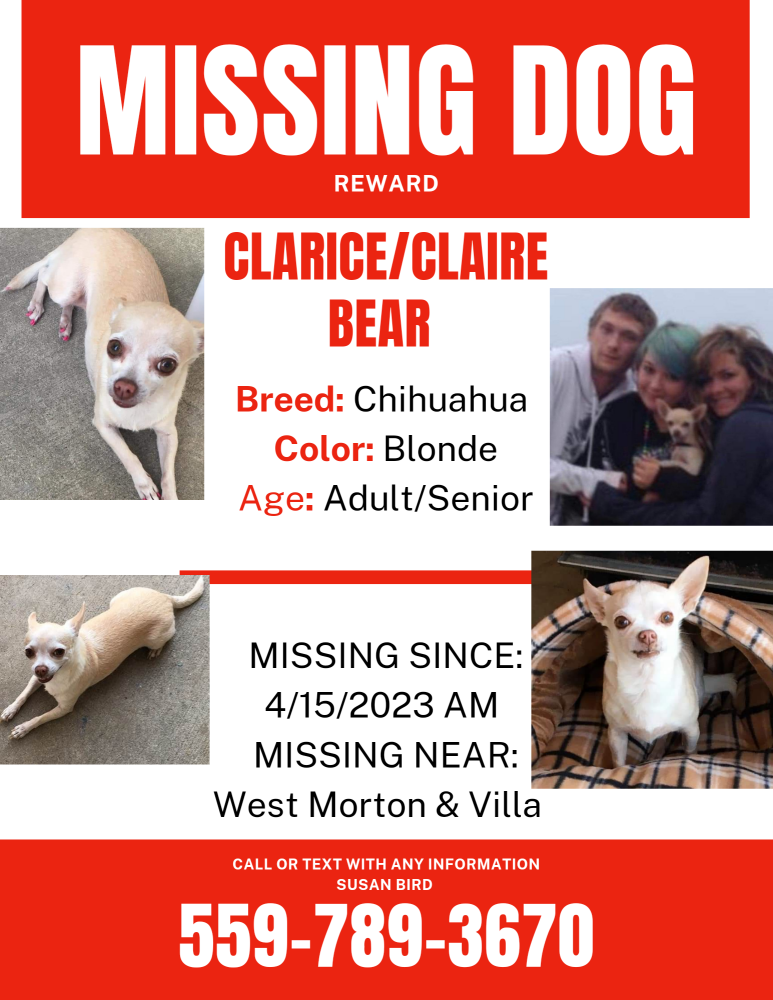 Image of Clarice, Lost Dog