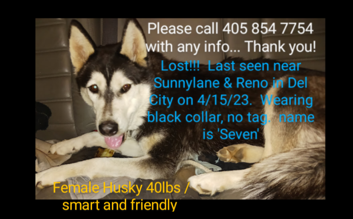 Image of Seven, Lost Dog