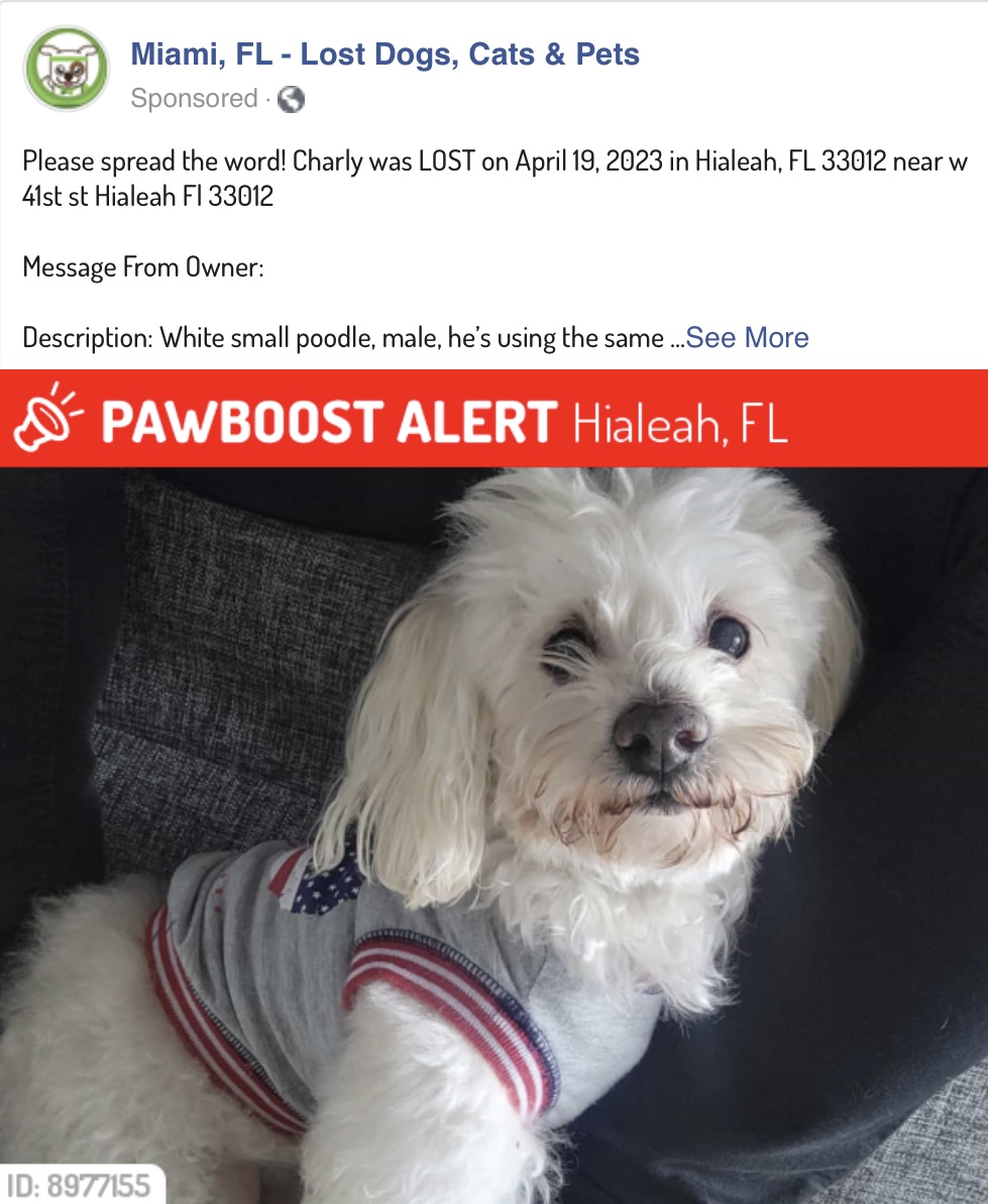 Image of Charly, Lost Dog