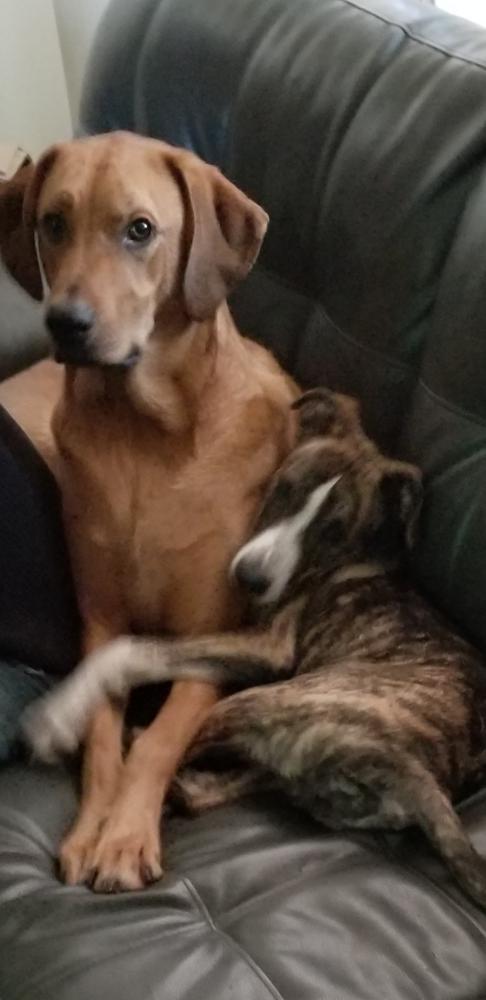 Image of Jagger and Lily, Lost Dog