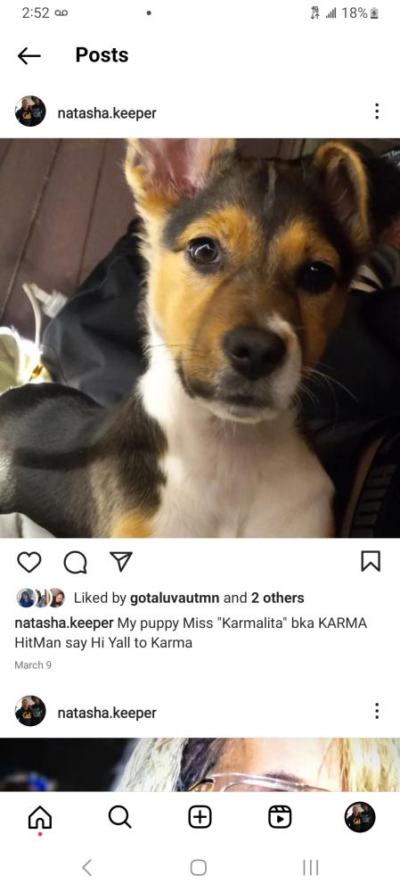 Image of Karma, Lost Dog