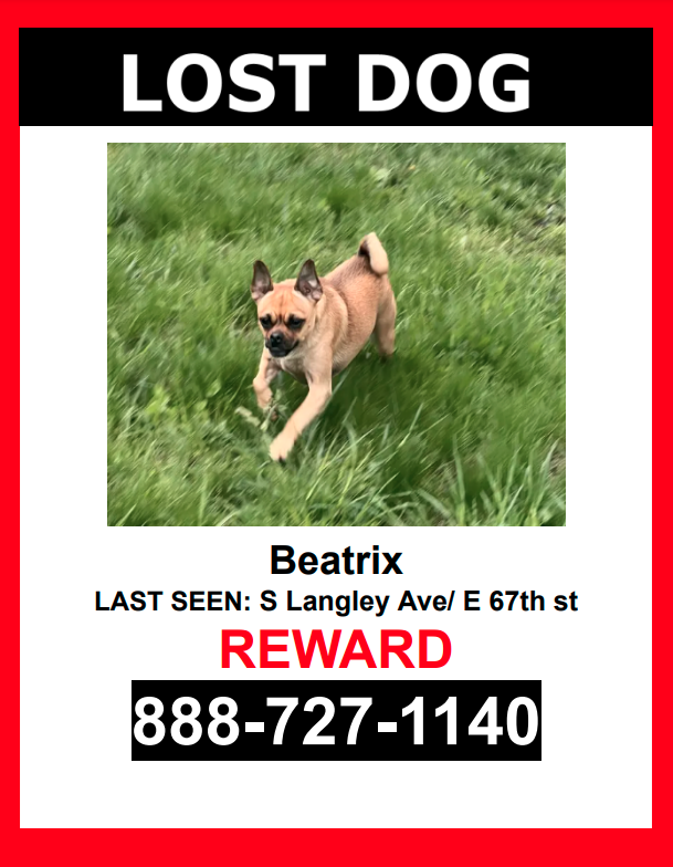 Image of Beatrix, Lost Dog