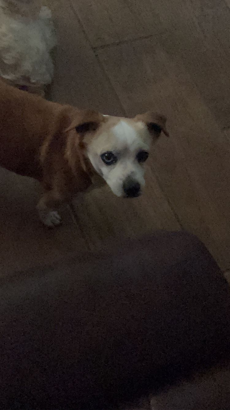 Image of Brandy, Lost Dog