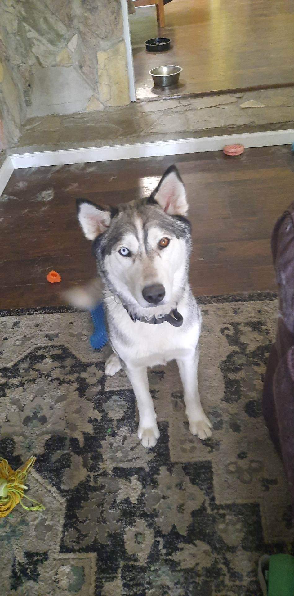 Image of Rowen, Lost Dog