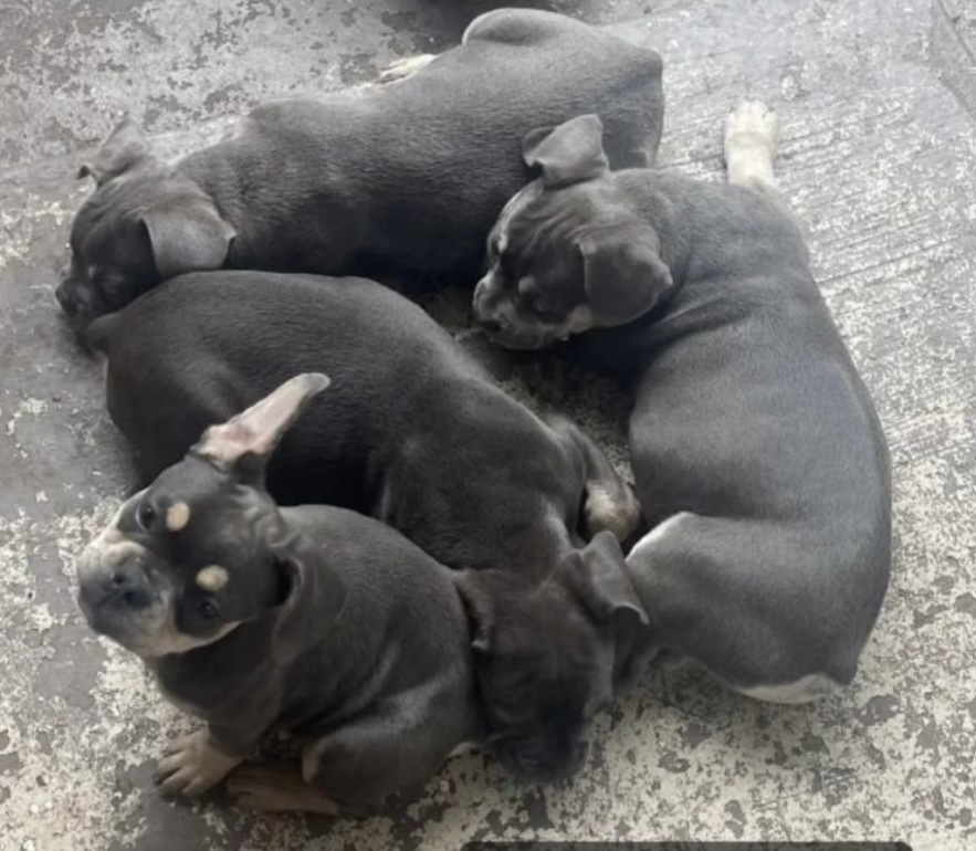Image of 3 Frenchie puppies, Lost Dog