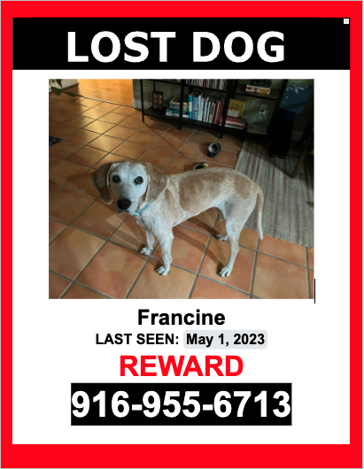 Image of Francine, Lost Dog