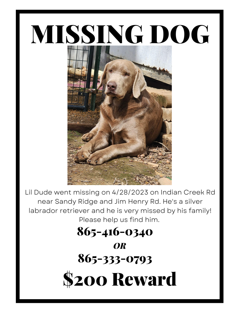 Image of Lil Dude, Lost Dog
