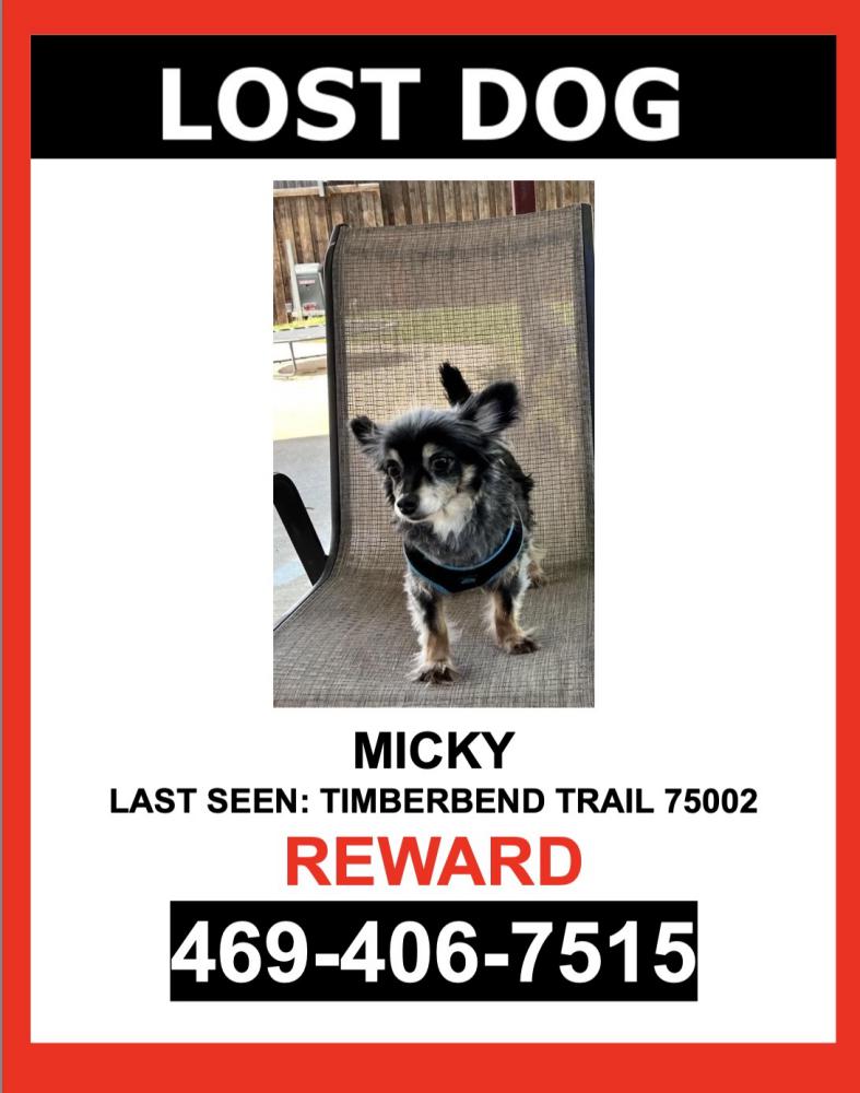 Image of MICKY, Lost Dog