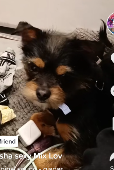 Image of Chewy, Lost Dog
