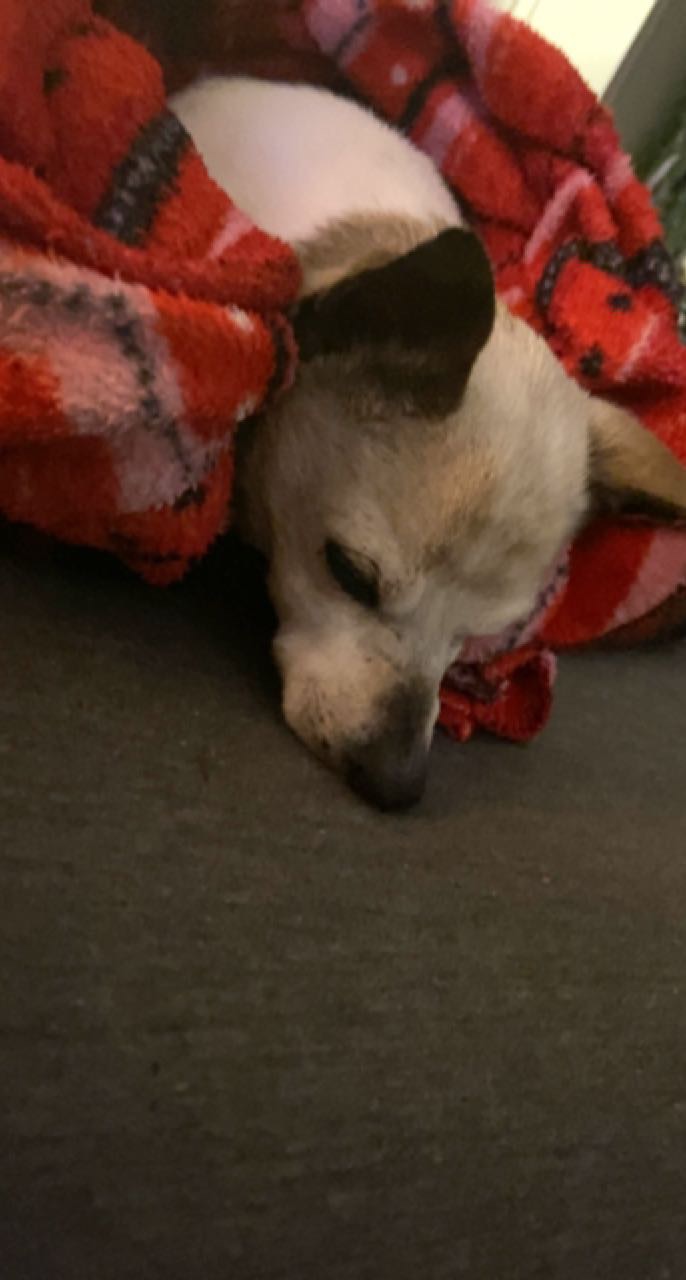Image of Spike, Lost Dog