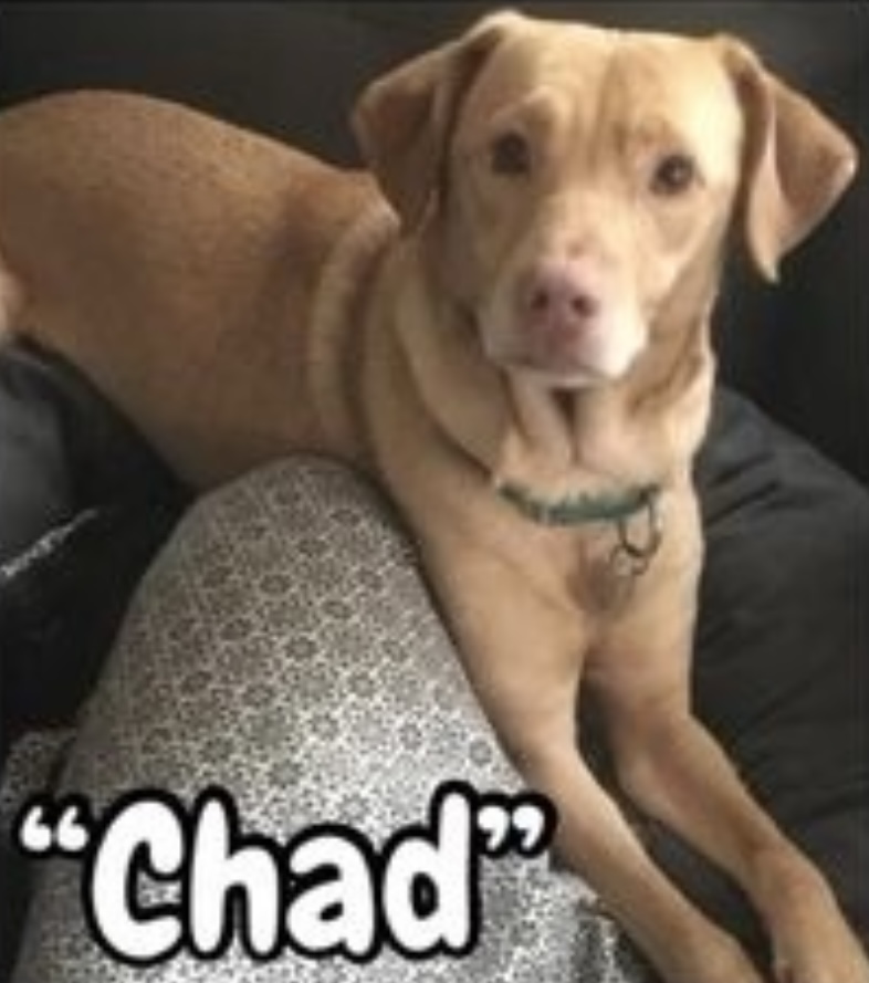 Image of Chad, Lost Dog