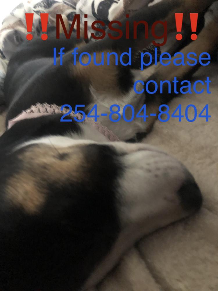 Image of Tracey, Lost Dog