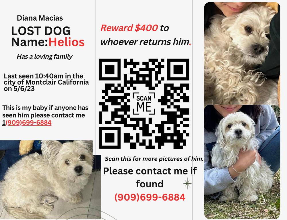 Image of Helios Macias, Lost Dog