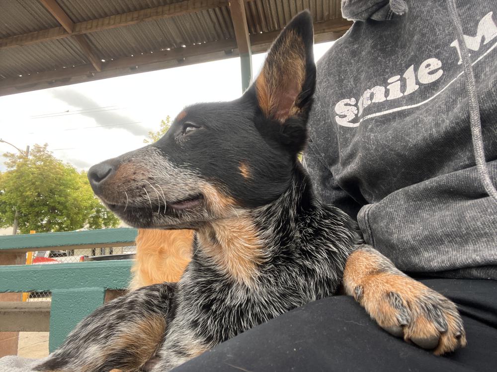 Image of Queensland Healer, Found Dog