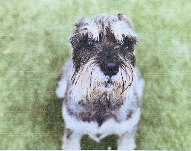 Image of Sophie Whitfield, Lost Dog