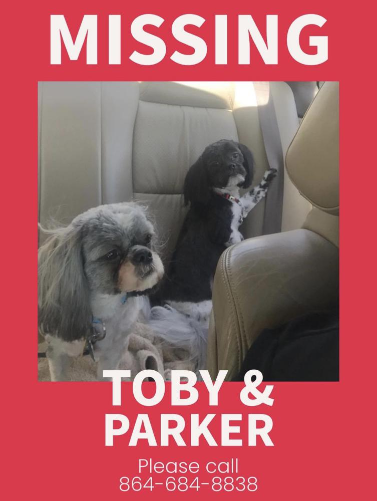Image of Toby & Parker, Lost Dog