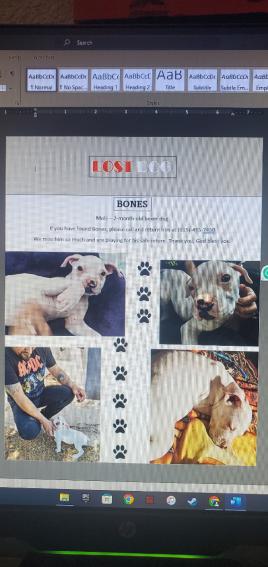 Image of Bones, Lost Dog