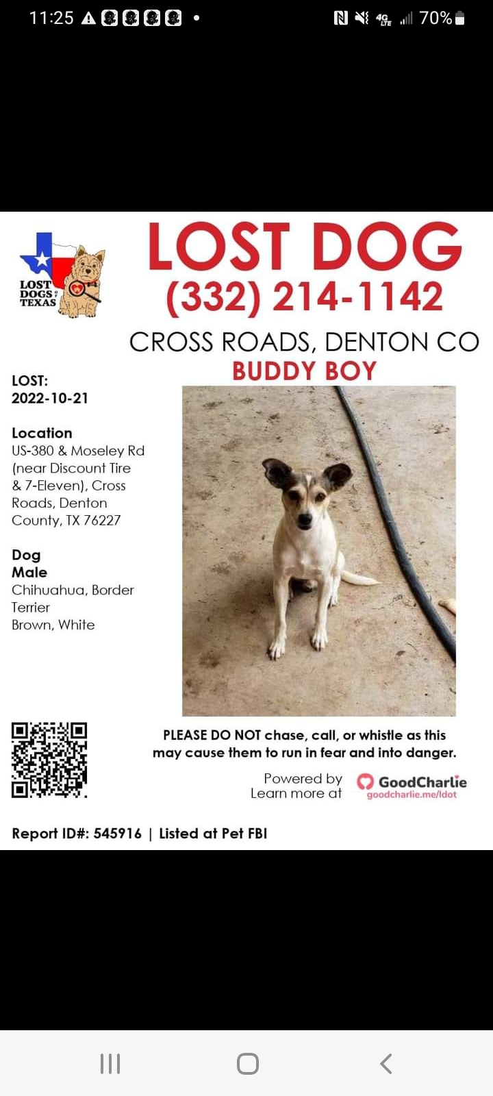 Image of Buddy boy, Lost Dog