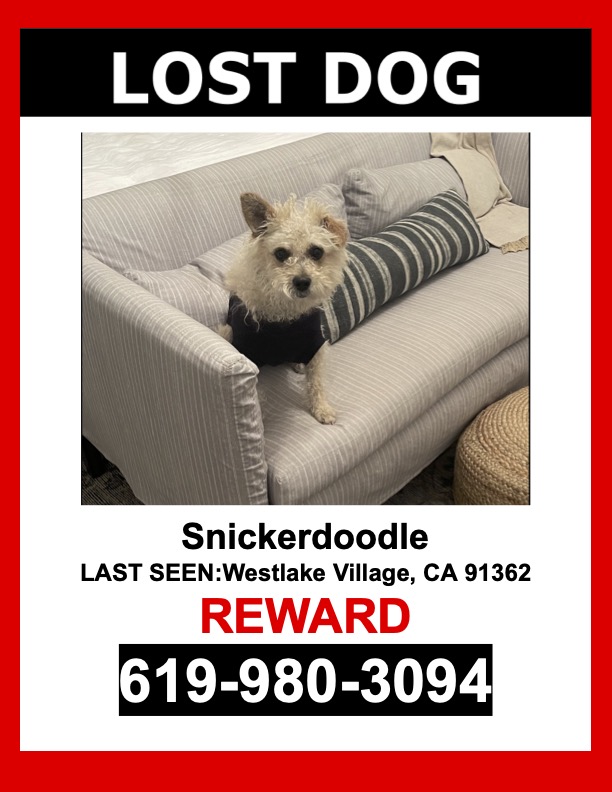 Image of SNICKERDOODLE, Lost Dog