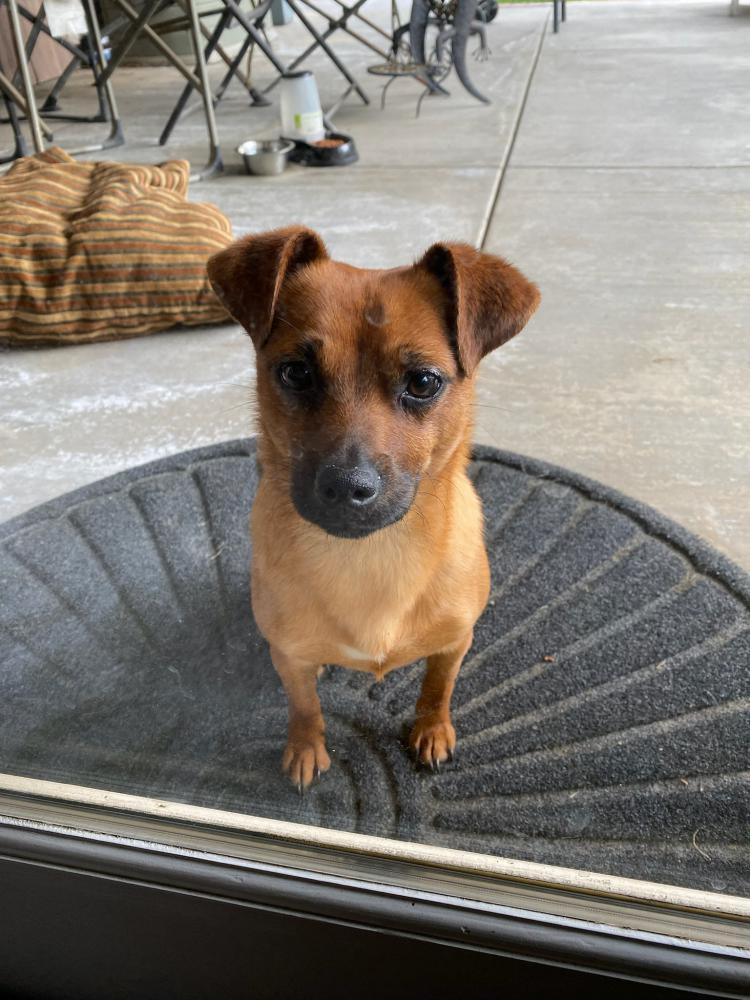 Image of Small brown dog, Lost Dog