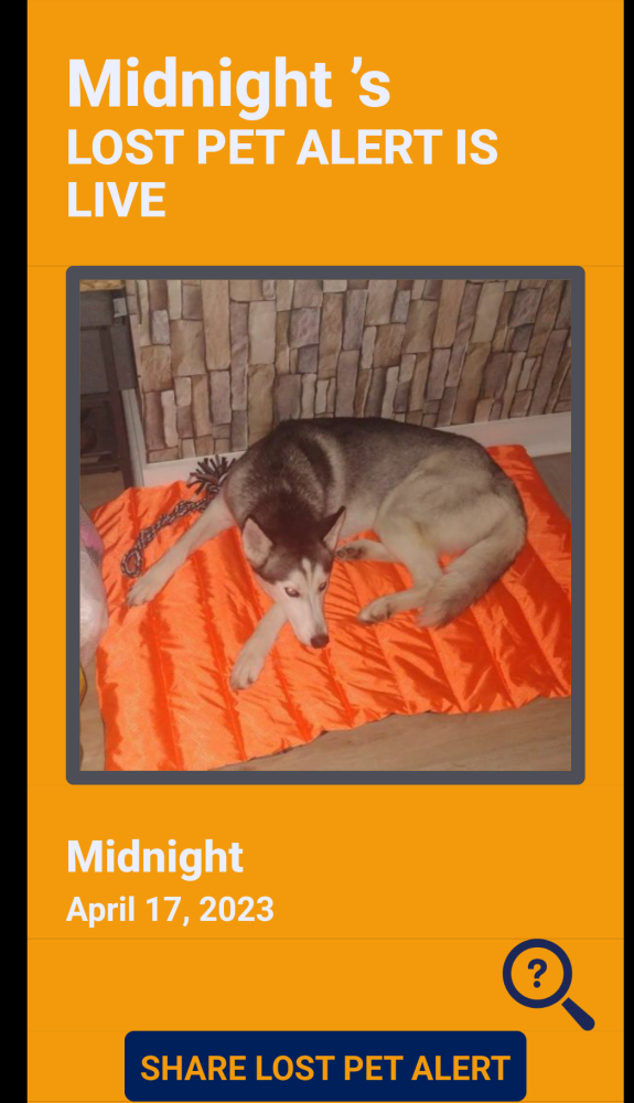Image of Midnight, Lost Dog