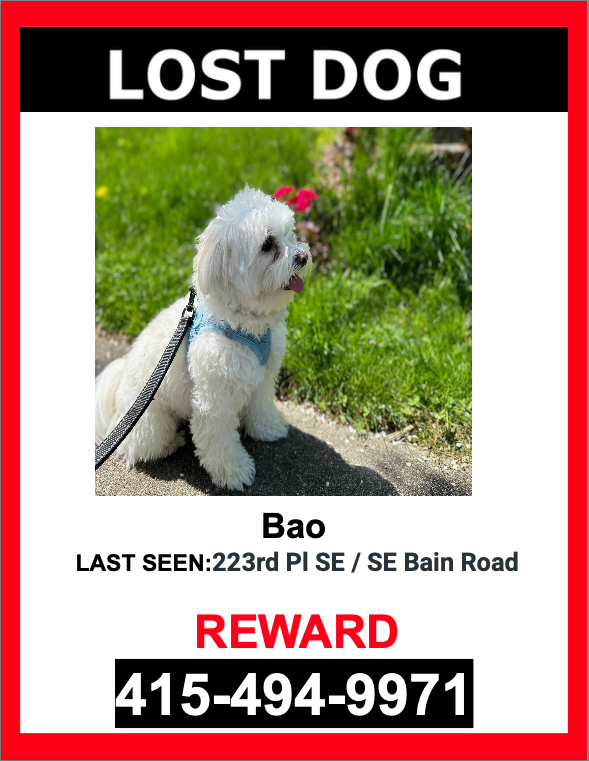 Image of Bao, Lost Dog